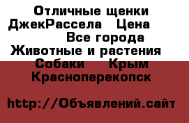 Отличные щенки ДжекРассела › Цена ­ 50 000 - Все города Животные и растения » Собаки   . Крым,Красноперекопск